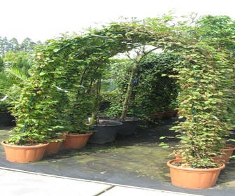 Haagbeuk in boogvorm (Carpinus betulus 'Fastigiata' )