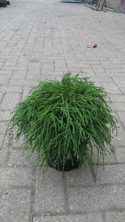 Chamaecyparis pisifera 'Filifera Nana'