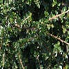 Dwergmispel (Cotoneaster horizontalis)
