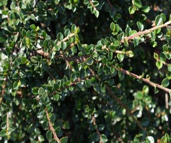 Dwergmispel (Cotoneaster horizontalis)