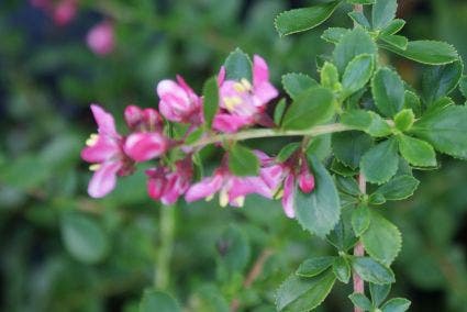 Escallonia