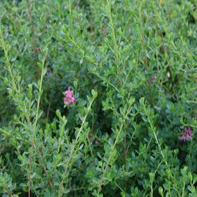 Escallonia (Escallonia 'Donard Seedling')