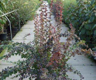 Zuurbes (Berberis ott. 'Superba')