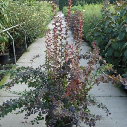 Zuurbes (Berberis ott. 'Superba')