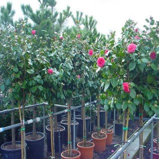 Camellia op stam (Camellia japonica)