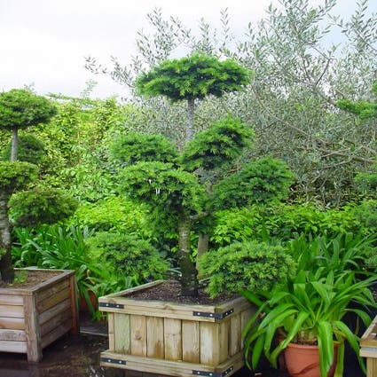 Libanonceder als bonsai (Cedrus libani)