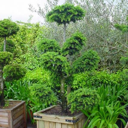 Libanonceder als bonsai (Cedrus libani)