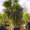 Cordyline (Cordyline australis)