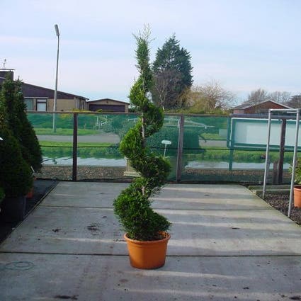 Leylandcipres als spiraal (Cupressocyparis leylandii 'Castlewellan Gold')
