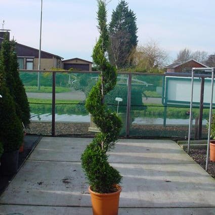 Leylandcipres als spiraal (Cupressocyparis leylandii 'Castlewellan Gold')