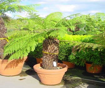Boomvaren (Dicksonia antarctica)