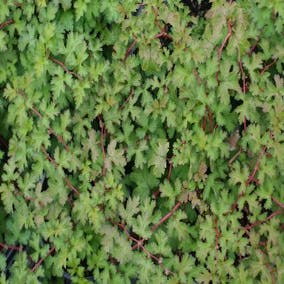 Kransspirea (Stephanandra incisa 'Crispa')