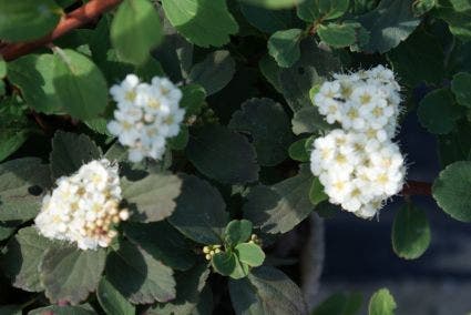 Spiraea betulifolia
