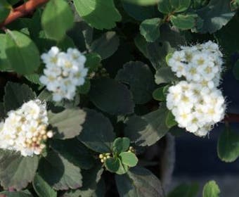 Spierstruik (Spiraea betulifolia 'Tor')