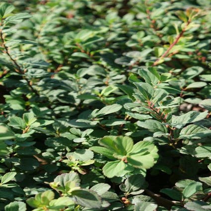 Spierstruik (Spiraea betulifolia 'Tor')