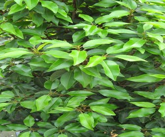 Portugese laurier (Prunus lusitanica)