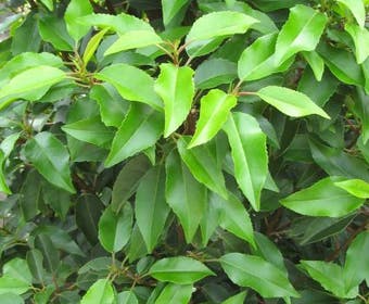 Portugese laurier (Prunus lusitanica)