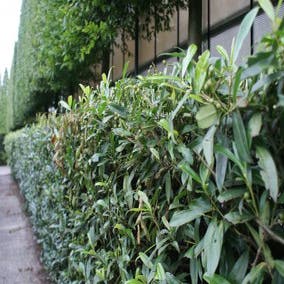 Laurier (Prunus laurocerasus 'Zabeliana')