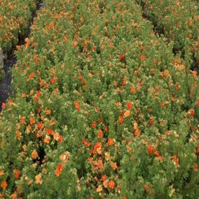 Ganzerik (Potentilla fruticosa 'Red Ace')