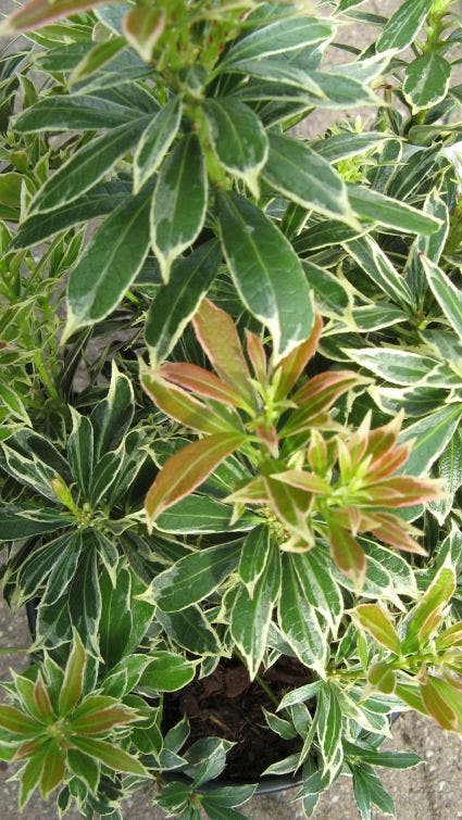 Pieris japonica 'Katsura'