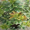 Rotsheide (Pieris japonica 'Variegata')