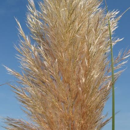 Pampasgras zaden, Cortaderia selloana Pampasgras zaden, Cortaderia selloana