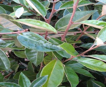 Olijfwilg (Elaeagnus ebbingei)