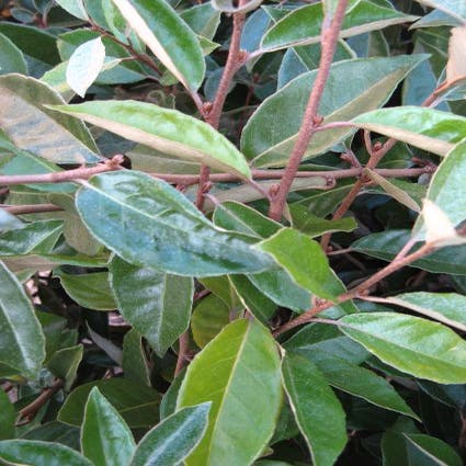 Olijfwilg als boom (Elaeagnus pungens 'Maculata')