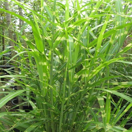 Tijgergras (Miscanthus sinensis 'Strictus')