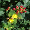 Hertshooi (Hypericum androsaemum)