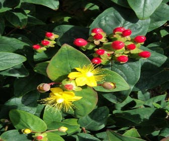 Hertshooi (Hypericum androsaemum)