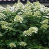 Pluimhortensia (Hydrangea paniculata 'Unique')