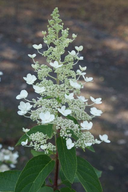 Pluimhortensia