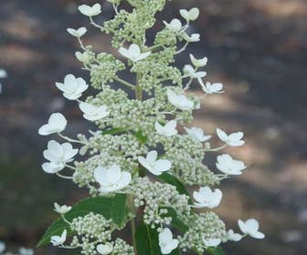 Pluimhortensia (Hydrangea paniculata 'Tardiva')