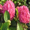 Hortensia (Hydrangea macrophylla 'King George V')