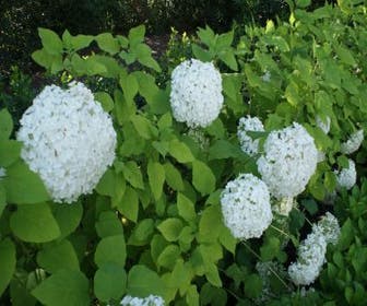 Hortensia (Hydrangea arborescens 'Grandiflora')