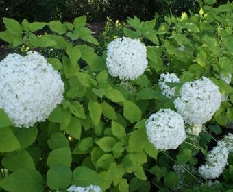 Hortensia (Hydrangea arborescens 'Grandiflora')