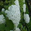 Hortensia (Hydrangea arborescens 'Annabelle')