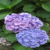 Hortensia (Hydrangea macrophylla 'Nikko Blue')