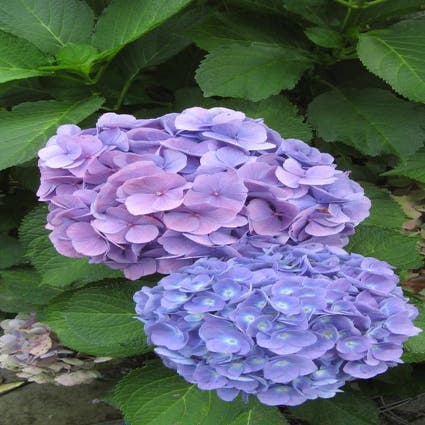 Hortensia (Hydrangea macrophylla 'Nikko Blue')