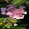 Hortensia (Hydrangea macrophylla 'Mariesii Perfecta')