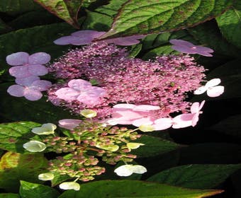 Hortensia (Hydrangea macrophylla 'Mariesii Perfecta')