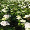 Hortensia (Hydrangea macrophylla 'Madame Emile Mouilere')