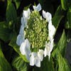 Hortensia (Hydrangea macrophylla 'Teller White')