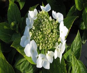 Hortensia (Hydrangea macrophylla 'Teller White')