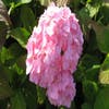 Hortensia (Hydrangea macrophylla 'Bouquet Rose')