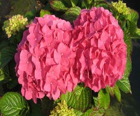 Hortensia (Hydrangea macrophylla 'Alpengluhen')