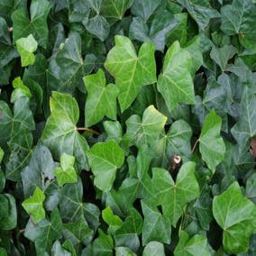 Klimop als Prieel (Hedera hibernica)
