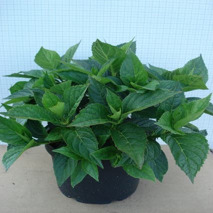 Hortensia (Hydrangea macrophylla 'Mariesii Perfecta') stevige stengels