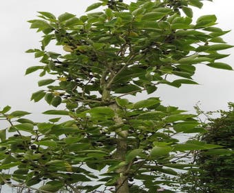 Papiermoerbei (Broussonetia papyrifera)